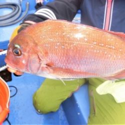 鯛紅丸 釣果