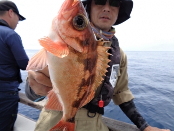 鯛紅丸 釣果