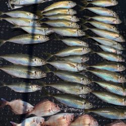 釣船 浦島太郎 釣果