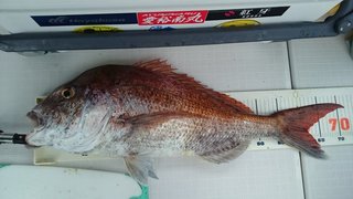 愛裕南丸 釣果