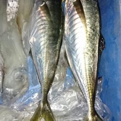 海龍丸（福岡） 釣果