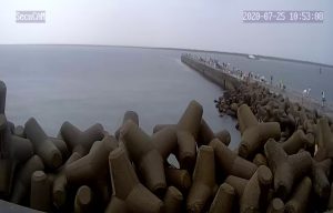 鹿島港魚釣園 釣果