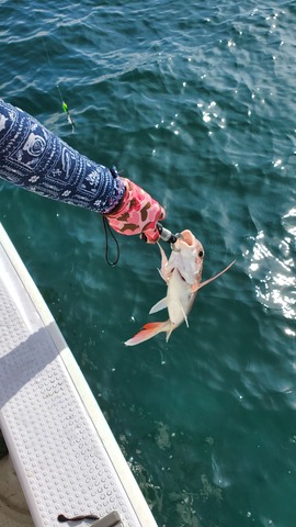 遊漁船　ニライカナイ 釣果