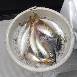 めだか屋 釣果