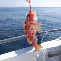 開進丸 釣果