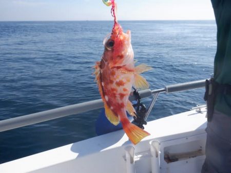 開進丸 釣果