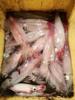 松福丸 釣果