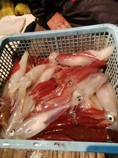 松福丸 釣果