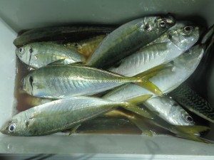 兼六丸 釣果