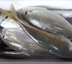 兼六丸 釣果