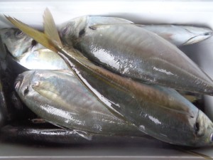 兼六丸 釣果