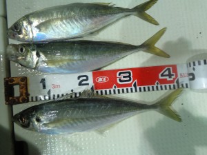 兼六丸 釣果