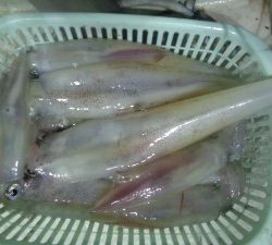 兼六丸 釣果