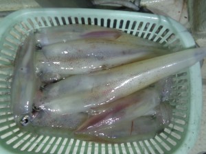 兼六丸 釣果