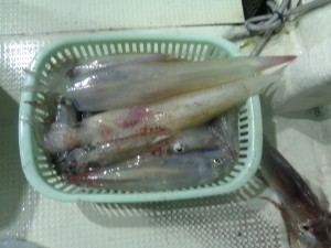 兼六丸 釣果