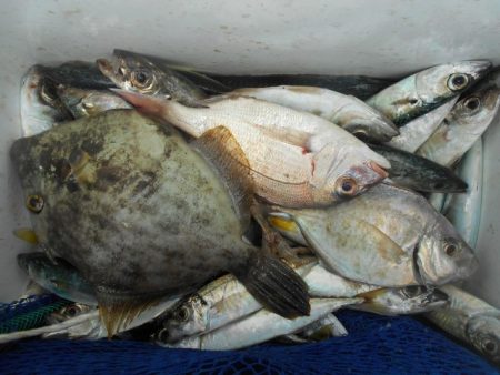 こかわ渡船　雅丸 釣果