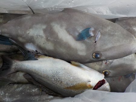 ＨＡＲＵＫＡ丸　はるかまる 釣果