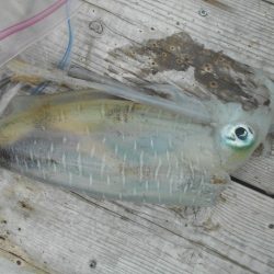 こかわ渡船　雅丸 釣果