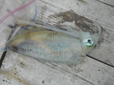 こかわ渡船　雅丸 釣果