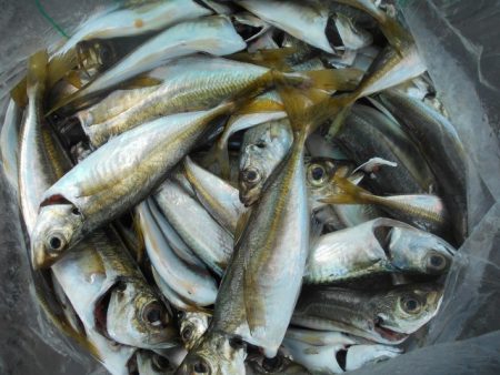 こかわ渡船　雅丸 釣果