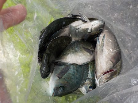 千鳥丸 釣果