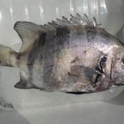 千鳥丸 釣果