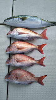 釣り舟　海竜 釣果