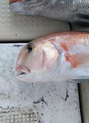 釣り舟　海竜 釣果