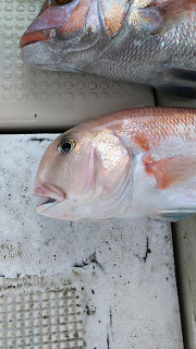 釣り舟　海竜 釣果