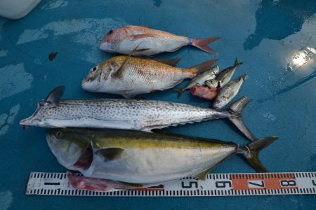 アジアマリンサービス 釣果