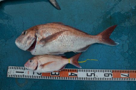 アジアマリンサービス 釣果