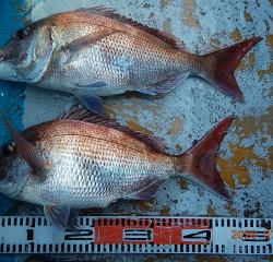 作十丸 釣果