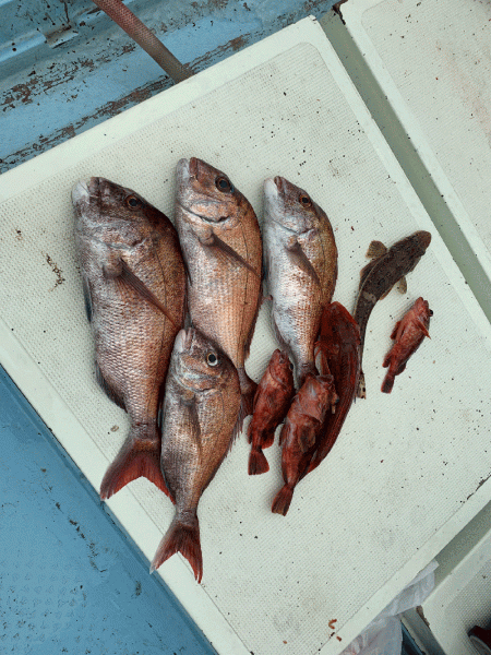 はらまる 釣果