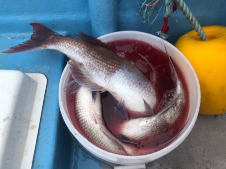 昭和丸 釣果