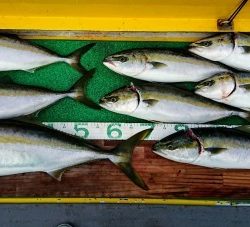 火遠理丸（ほおりまる） 釣果