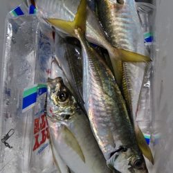 遊漁船 新鋭丸 釣果