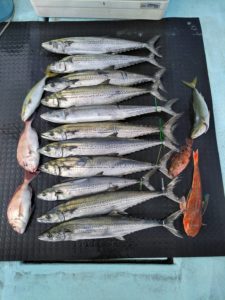 東京湾探釣隊ぼっち 釣果