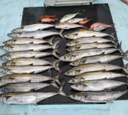 東京湾探釣隊ぼっち 釣果