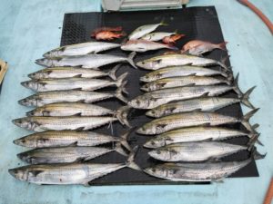 東京湾探釣隊ぼっち 釣果