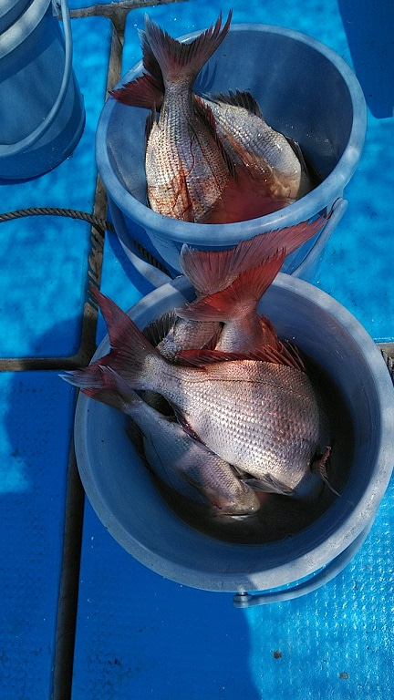 フィッシングガイド りょう 釣果