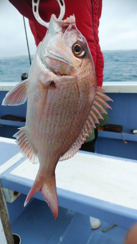 新幸丸 釣果