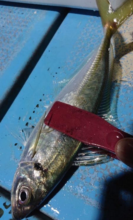 シースナイパー海龍 釣果