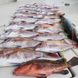 KIM Fishing Guide Service 釣果