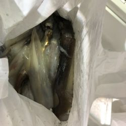 海龍丸（石川） 釣果