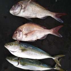 小島丸 釣果