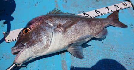 シースナイパー海龍 釣果