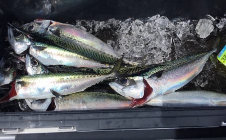 渡船屋たにぐち 釣果