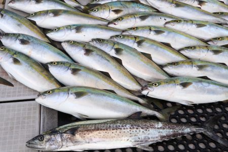 浜栄丸 釣果