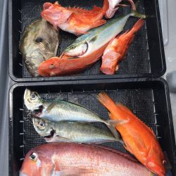 渡船屋たにぐち 釣果