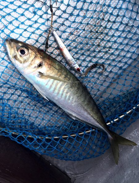 渡船屋たにぐち 釣果